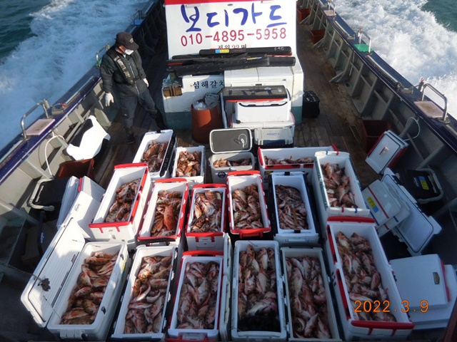 2022. 03. 09. ★ 젊은선장 "심선장" [보디가드호] 왕우럭+ 왕열기 조황입니다.