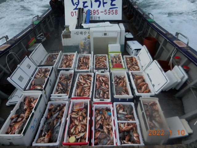 2022. 01. 10. ★ 젊은선장 "심선장" [보디가드호] 왕우럭 조황입니다.