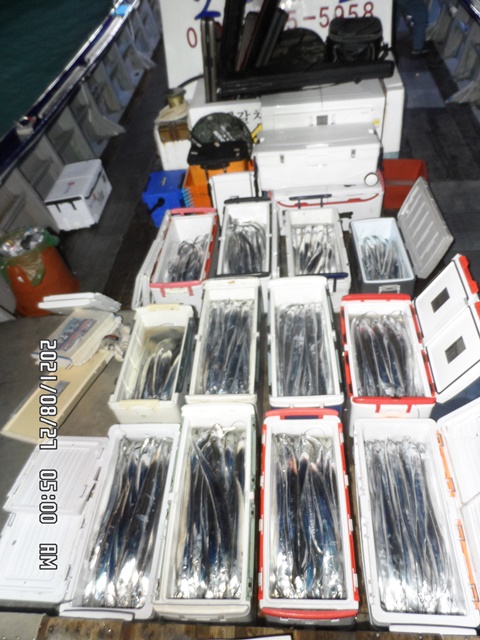 2021. 08. 26. ★젊은선장 "심선장" [보디가드호] 왕갈치 조황입니다