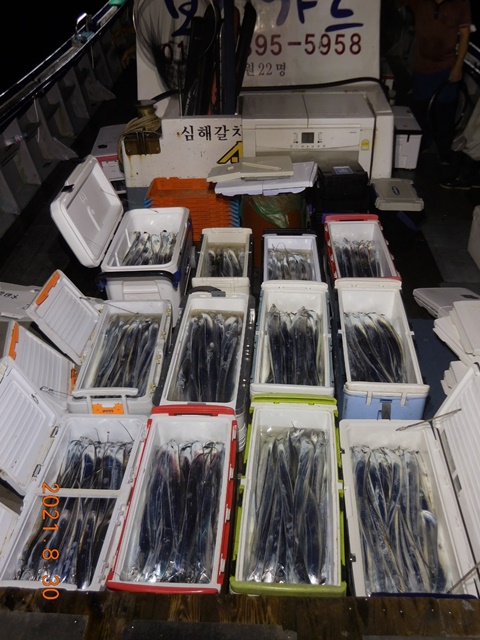 2021. 08. 29. ★젊은선장 "심선장" [보디가드호] 왕갈치 조황입니다