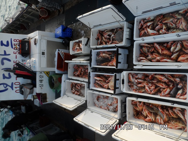 2021. 11. 29. ★ 젊은선장 "심선장" [보디가드호] 왕우럭 조황입니다.