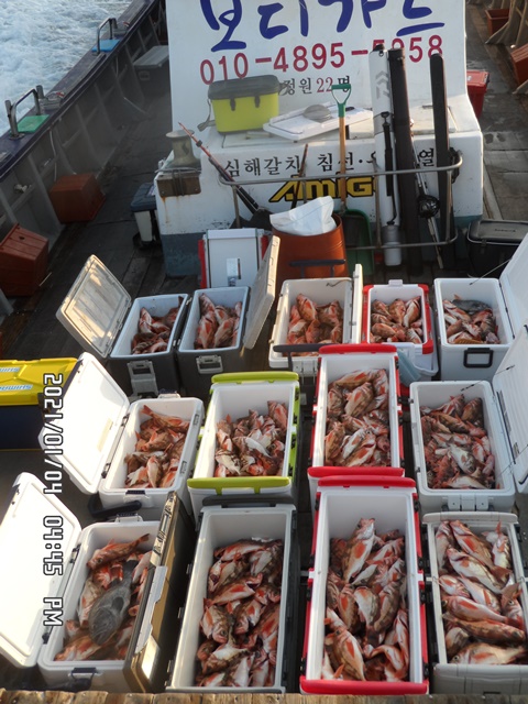 2021. 01. 04 ★ 젊은선장 "심선장" [보디가드호] 왕우럭 조황입니다.