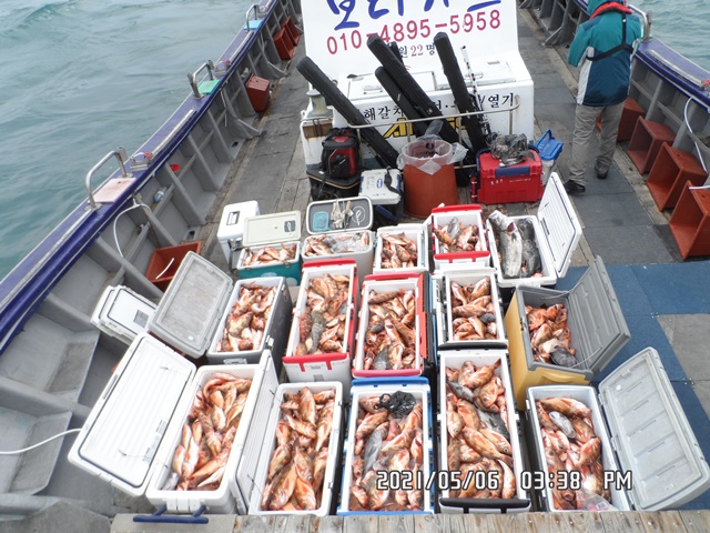 2021. 05. 06. ★ 젊은선장 "심선장" [보디가드호] 왕우럭 조황입니다.