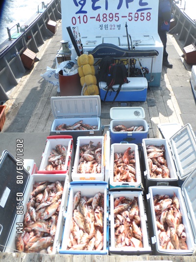 2021. 03. 08. ★ 젊은선장 "심선장" [보디가드호] 왕우럭 조황입니다.