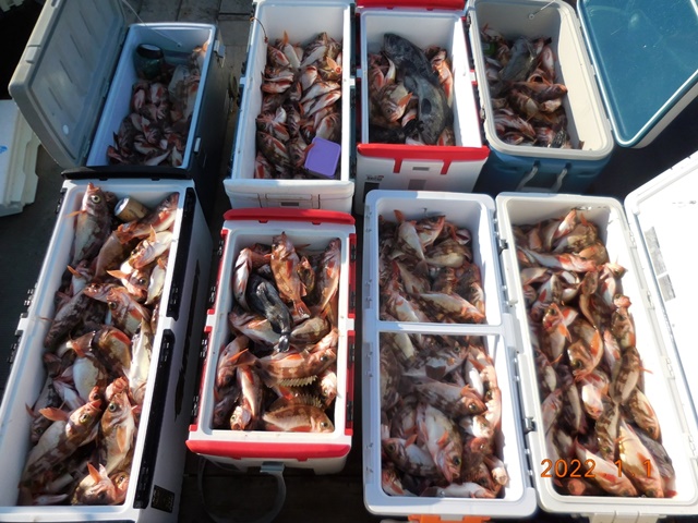 2022. 01. 01. ★ 젊은선장 "심선장" [보디가드호] 왕우럭 조황입니다.