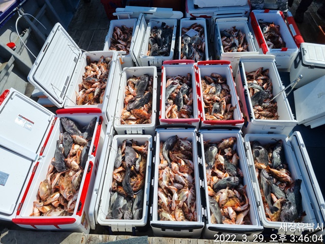 2022. 03. 29. ★ 젊은선장 "심선장" [보디가드호] 왕우럭+ 왕열기 조황입니다.