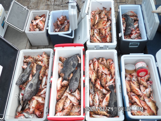 2021. 03. 24. ★ 젊은선장 "심선장" [보디가드호] 왕우럭 조황입니다.