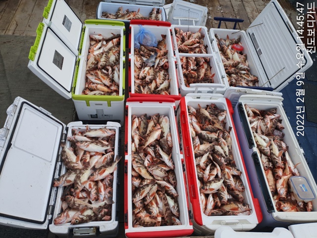 2022. 02. 09. ★ 젊은선장 "심선장" [보디가드호] 왕우럭+ 왕열기 조황입니다.