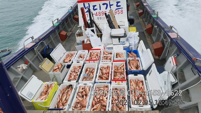 2021. 02. 05. ★ 젊은선장 "심선장" [보디가드호] 왕우럭 조황입니다.