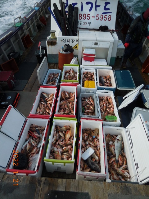 2022. 01. 21. ★ 젊은선장 "심선장" [보디가드호] 왕우럭 조황입니다.