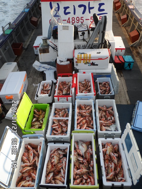 2021. 01. 27. ★ 젊은선장 "심선장" [보디가드호] 왕우럭 조황입니다.