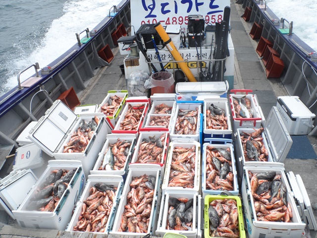 2021. 05. 03. ★ 젊은선장 "심선장" [보디가드호] 왕우럭 조황입니다.