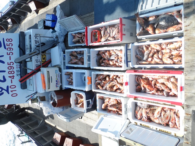 2021. 04. 06. ★ 젊은선장 "심선장" [보디가드호] 왕우럭 조황입니다.