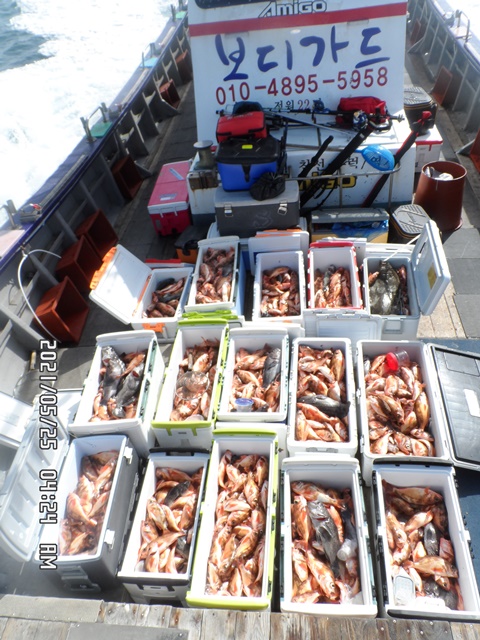 2021. 05. 25. ★ 젊은선장 "심선장" [보디가드호] 왕우럭 조황입니다.