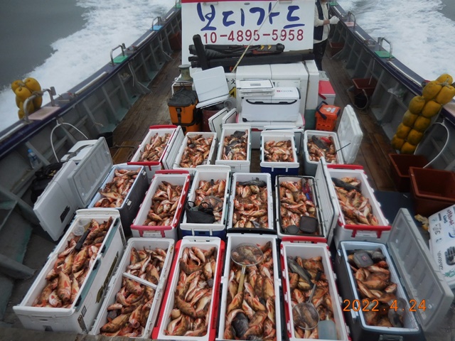 2022. 04. 25 ★ 젊은선장 "심선장" [보디가드호] 왕열기 조황 <<자리여유 많이 있습니다, >>