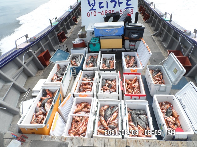 2021. 05. 09. ★ 젊은선장 "심선장" [보디가드호] 왕우럭 조황입니다.