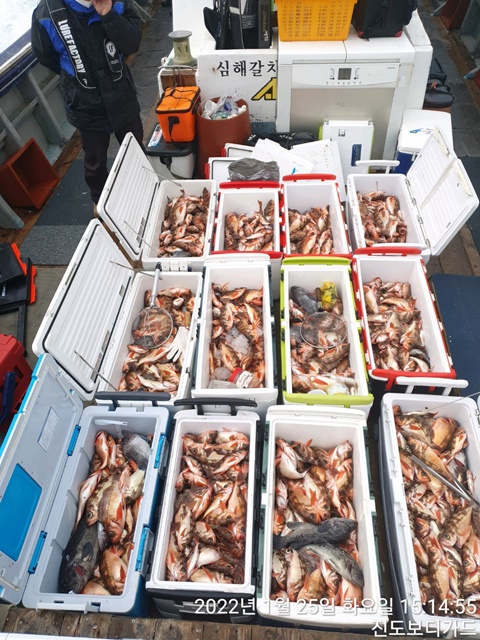 2022. 01. 25. ★ 젊은선장 "심선장" [보디가드호] 왕우럭+ 왕열기 조황입니다.