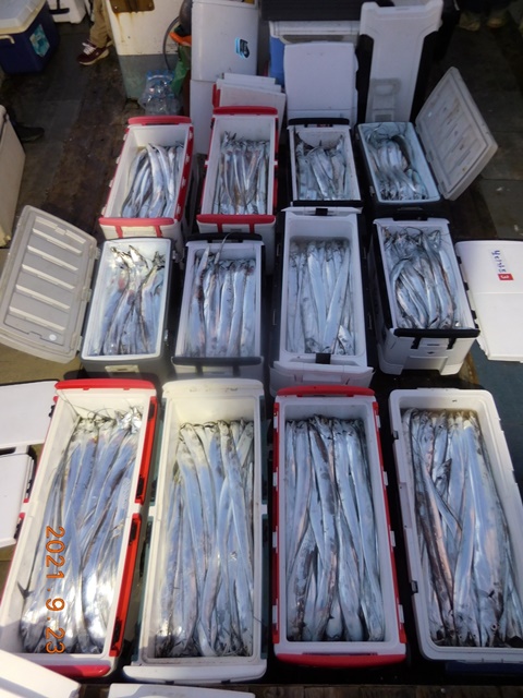 2021. 09. 22. ★ 젊은선장 "심선장" [보디가드호] 왕갈치 조황입니다