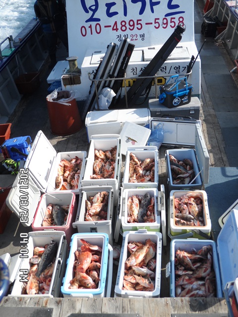 2021. 03. 23. ★ 젊은선장 "심선장" [보디가드호] 왕우럭 조황입니다.