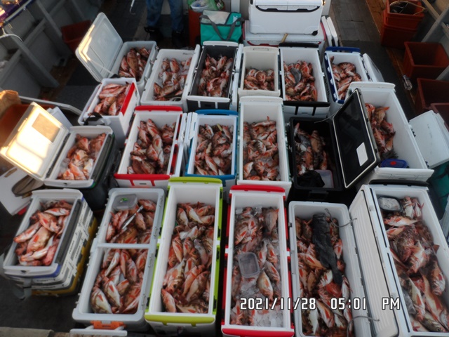 2021. 11. 28. ★ 젊은선장 "심선장" [보디가드호] 왕우럭 조황입니다.