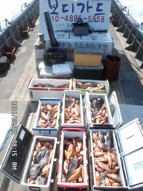 2021. 06. 03. ★ 젊은선장 "심선장" [보디가드호] 왕우럭 조황입니다.