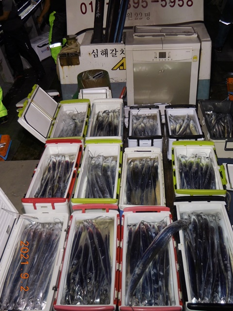 2021. 09. 01. ★젊은선장 "심선장" [보디가드호] 왕갈치 조황입니다