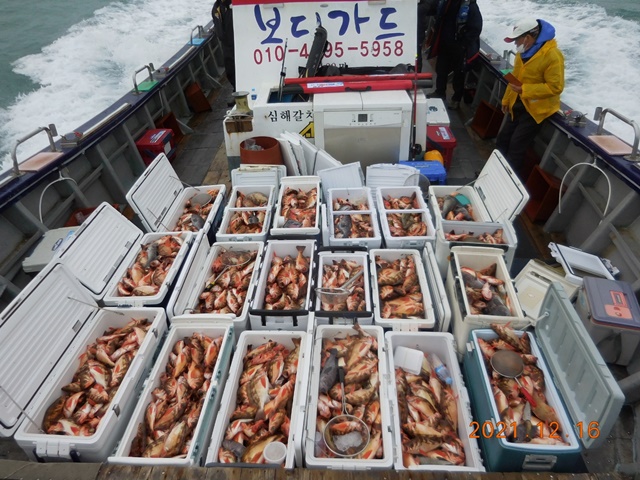 2021. 12. 16. ★ 젊은선장 "심선장" [보디가드호] 왕우럭 조황입니다.