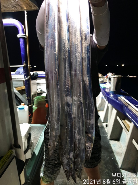 2021. 08. 05 ★젊은선장 "심선장" [보디가드호] 왕갈치 조황입니다