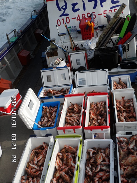 2021. 01. 31. ★ 젊은선장 "심선장" [보디가드호] 왕우럭 조황입니다.