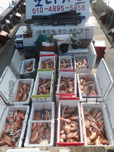 2021. 02. 07. ★ 젊은선장 "심선장" [보디가드호] 왕우럭 조황입니다.