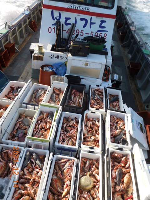 2021. 12. 14. ★ 젊은선장 "심선장" [보디가드호] 왕우럭 조황입니다.