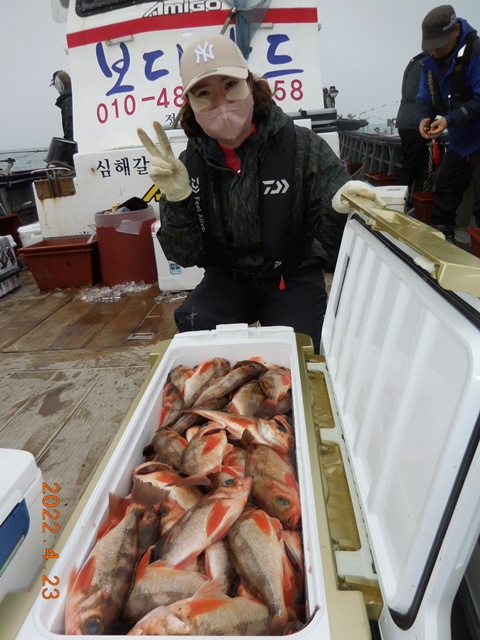 2022. 04. 24. ★ 젊은선장 "심선장" [보디가드호] 왕열기 조황 <<자리여유 많이 있습니다, >>