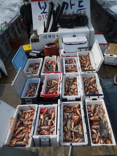 2022. 03. 10. ★ 젊은선장 "심선장" [보디가드호] 왕우럭+ 왕열기 조황입니다.