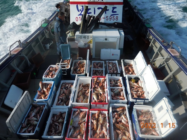 2022. 01. 15. ★ 젊은선장 "심선장" [보디가드호] 왕우럭 조황입니다.