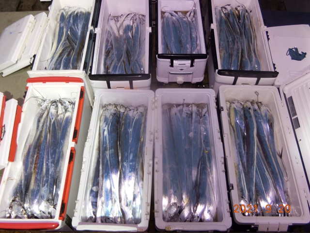 2021. 09. 19. ★젊은선장 "심선장" [보디가드호] 왕갈치 조황입니다