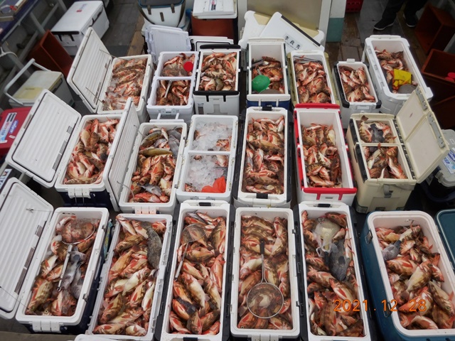 2021. 12. 28. ★ 젊은선장 "심선장" [보디가드호] 왕우럭 조황입니다.