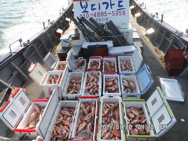 2021. 01. 20. ★ 젊은선장 "심선장" [보디가드호] 왕우럭 조황입니다.