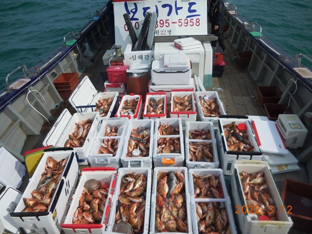 2022. 03. 12. ★ 젊은선장 "심선장" [보디가드호] 왕우럭+ 왕열기 조황입니다.