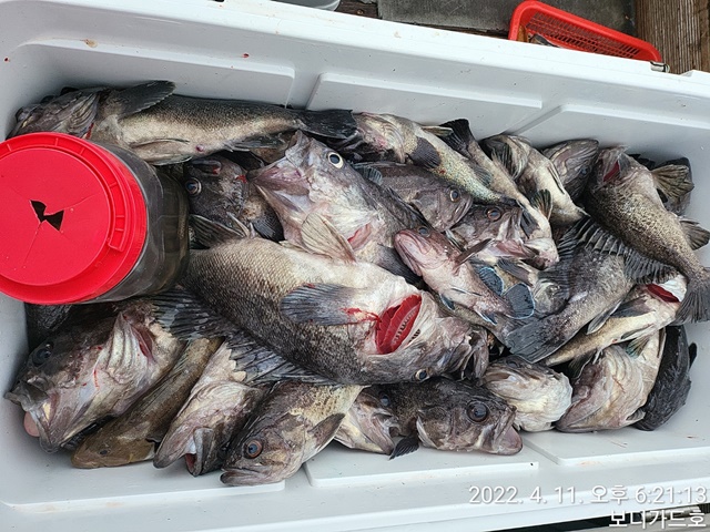 2022. 04. 11. ★ 젊은선장 "심선장" [보디가드호] 왕우럭+ 왕열기 조황입니다.