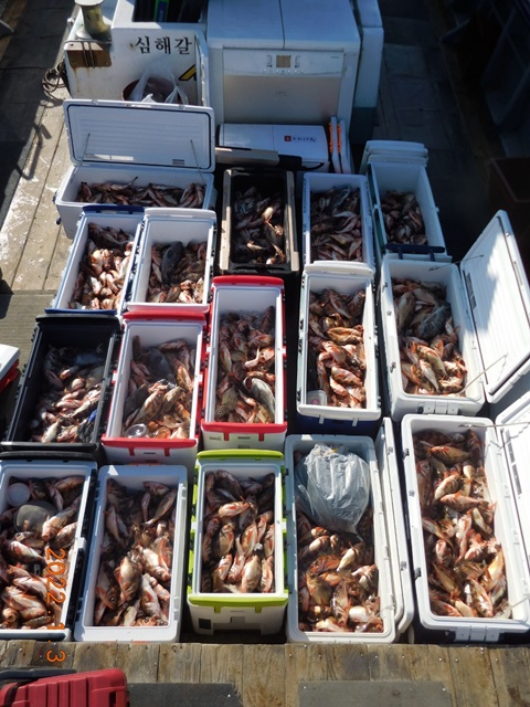 2022. 01. 03. ★ 젊은선장 "심선장" [보디가드호] 왕우럭 조황입니다.