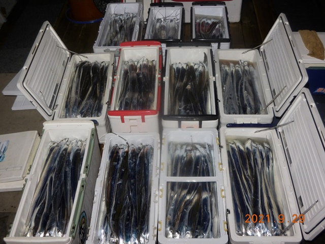 2021. 09. 28. ★젊은선장 "심선장" [보디가드호] 왕갈치 조황입니다