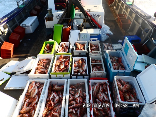 2021. 02. 09. ★ 젊은선장 "심선장" [보디가드호] 왕우럭 조황입니다.