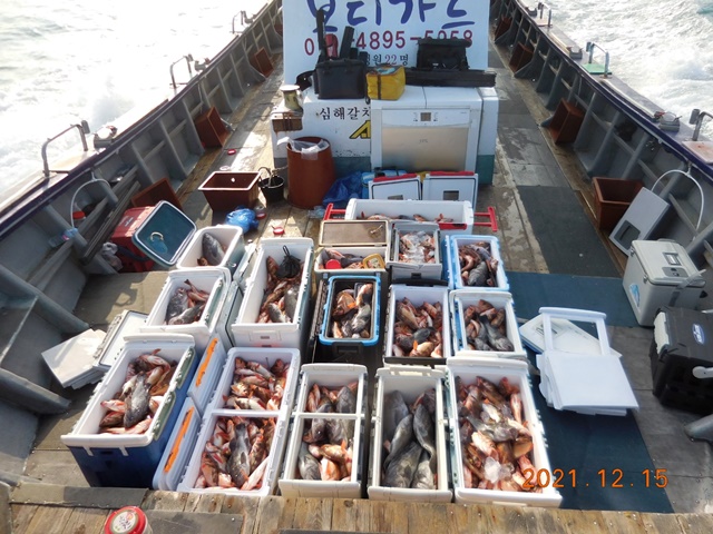 2021. 12. 15. ★ 젊은선장 "심선장" [보디가드호] 왕우럭 조황입니다.