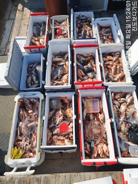 2022. 02. 08. ★ 젊은선장 "심선장" [보디가드호] 왕우럭+ 왕열기 조황입니다.