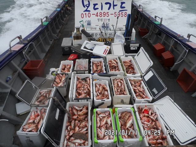 2021. 01. 11 ★ 젊은선장 "심선장" [보디가드호] 왕우럭 조황입니다.