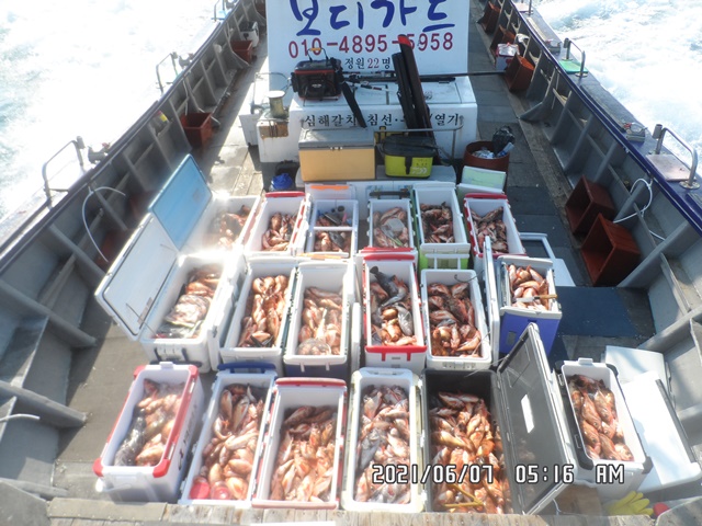 2021. 06. 07. ★ 젊은선장 "심선장" [보디가드호] 왕우럭 조황입니다.