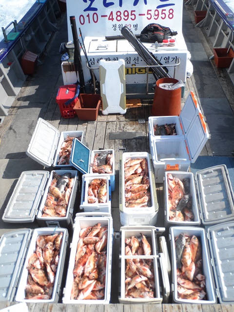 2021. 04. 20. ★ 젊은선장 "심선장" [보디가드호] 왕우럭 조황입니다.