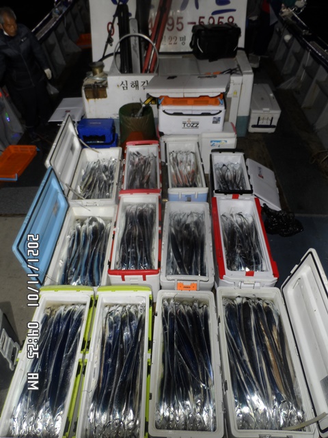 2021. 10. 31. ★ 젊은선장 "심선장" [보디가드호] 왕갈치 조황입니다