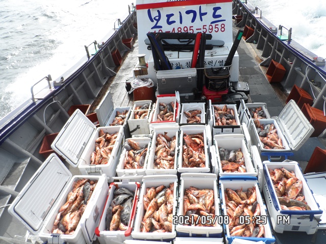 2021. 05. 08. ★ 젊은선장 "심선장" [보디가드호] 왕우럭 조황입니다.