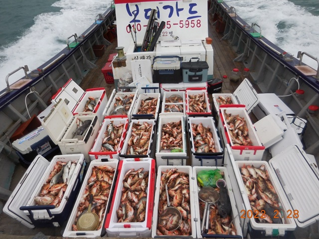 2022. 02. 28. ★ 젊은선장 "심선장" [보디가드호] 왕우럭+ 왕열기 조황입니다.